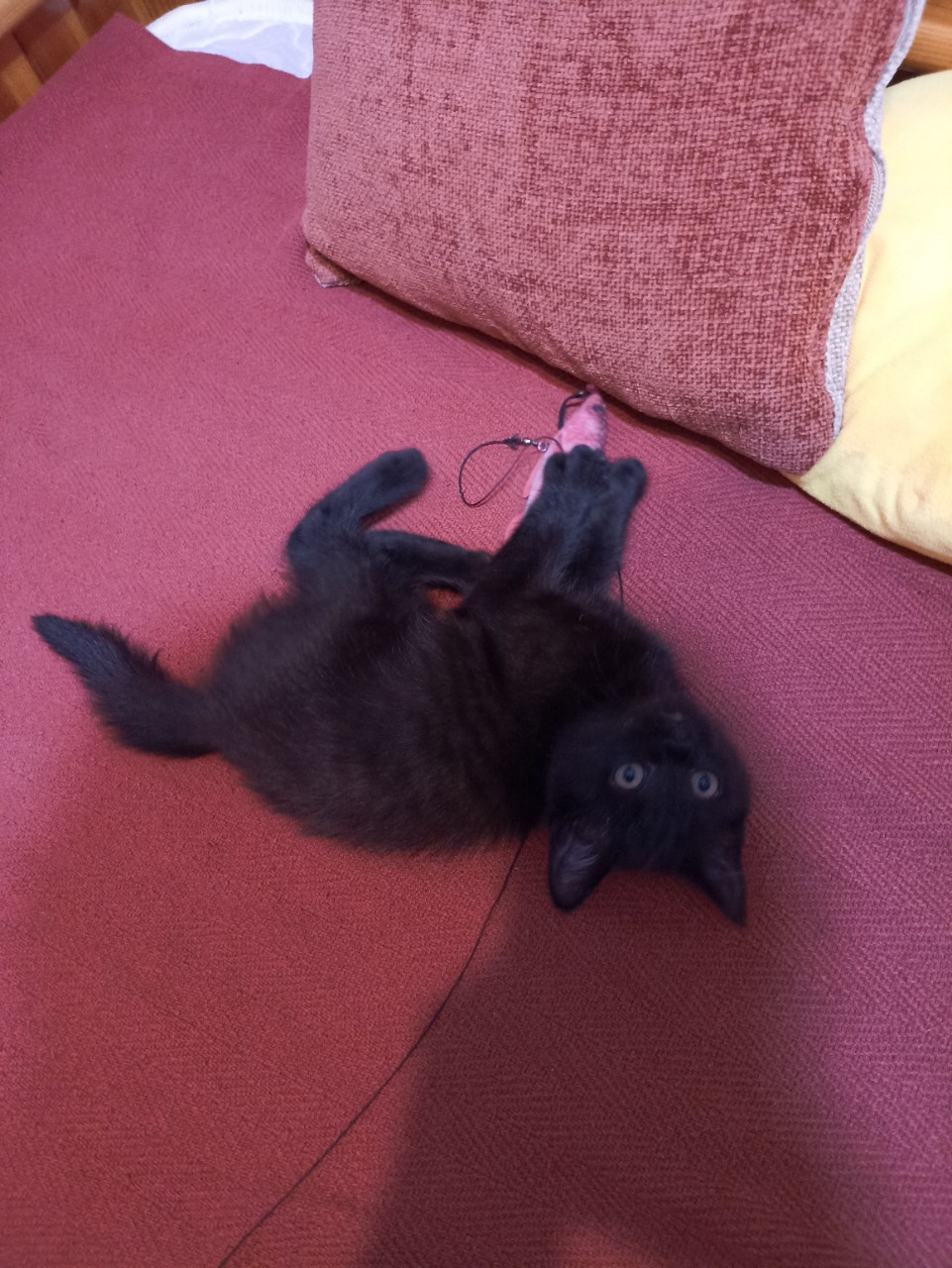 Check out my cute cat